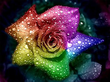 Plants, Flowers HD wallpaper