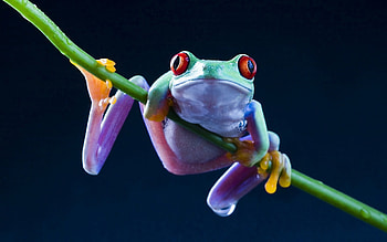 Frog , Eye-catching visuals, Nature's charm, Artistic choice HD wallpaper