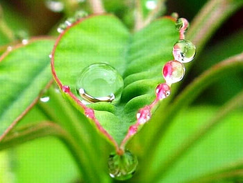 Wet Leaf, cool, leaf, wet HD wallpaper