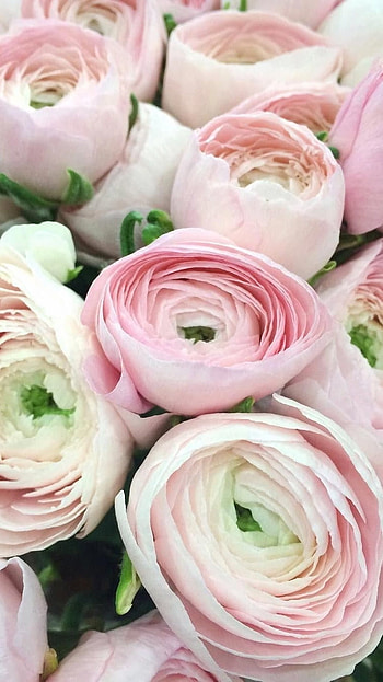 Ranunculus, Light Pink HD phone wallpaper