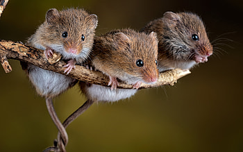 Mice, branch, nature, mouse HD wallpaper