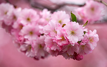 Plants, Flowers, Trees, Sakura HD wallpaper