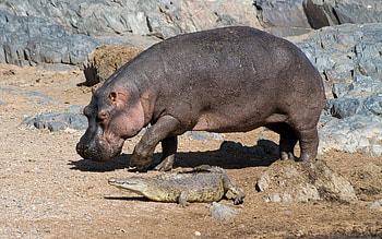 ultra hippo , Stunning backgrounds, Wildlife wonders, Nature's marvels HD wallpaper