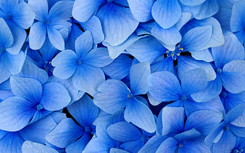 Plants, Flowers, Background, Violet HD wallpaper
