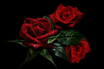 Red Roses, Flowers, Roses, Backgrounds, Drops HD wallpaper