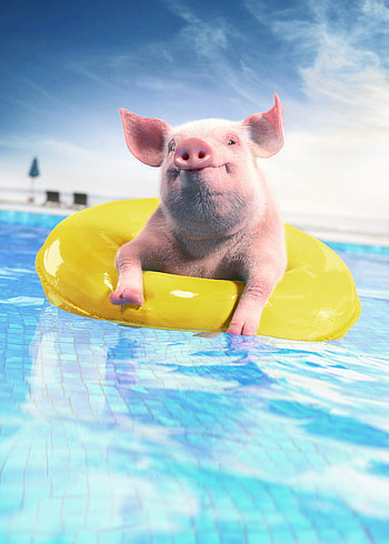 Funny, Animals, Animal, Pool, Pig, Inflatable Circle HD phone wallpaper