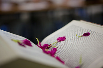 Flower, Miscellanea, Miscellaneous, Petals, Book HD wallpaper