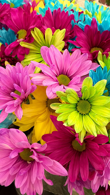 Beautiful Flowers, sia Flowers HD phone wallpaper