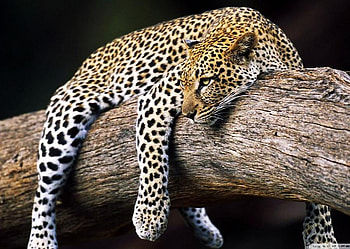 Just hanging around, white, black, resting, hunter, tree, branch, brown, leopard, spotted HD wallpaper