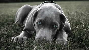 Animals, Grass, Dog, Muzzle, Hide, Blue Eyed, Blue-Eyed HD wallpaper