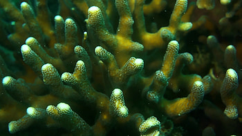 Close-up coral shot, Captivating marine life, Underwater exploration, Oceanic marvels HD wallpaper