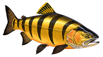 Salmon in Stunning Ultra, salmon, fish HD wallpaper