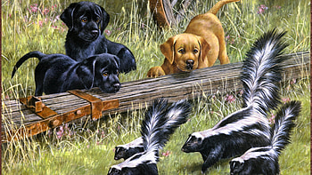 puppies, skunks, dogs, animals HD wallpaper