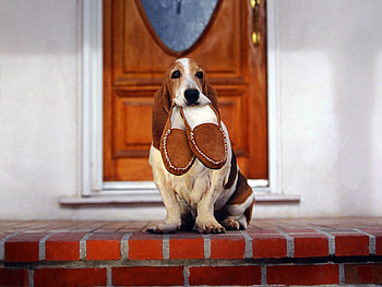 Animals, Dog, Big Ears, Sneaker, Fidelity, Slippers, Devotion HD wallpaper