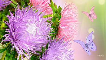 Flurry of Flowers, pastel, papillon, soft, spring, summer, purple, butterflies, pink, lavender, flowers, fragrant HD wallpaper