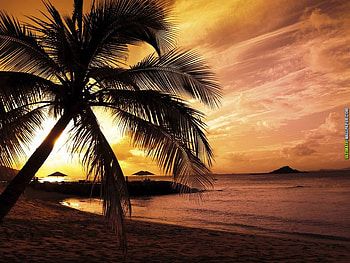 Sunset palm beach, nature, palm, sunset, beach HD wallpaper