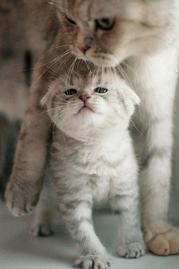 Animals, Cat, Kitty, Kitten, Nice, Family, Nicely HD phone wallpaper