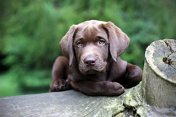 Animals, Dog, Muzzle, Sight, Opinion, Puppy HD wallpaper