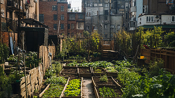 Urban Gardening in : A Green Oasis in the City, greenery HD wallpaper