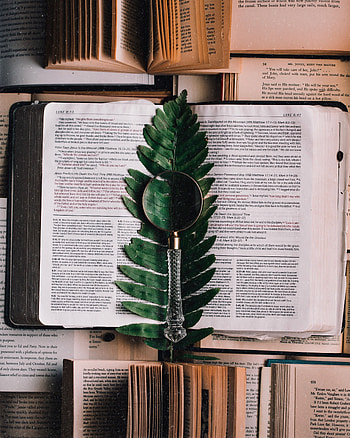 Miscellanea, Miscellaneous, Fern, Branch, Book, Leaflet, Magnifier HD phone wallpaper