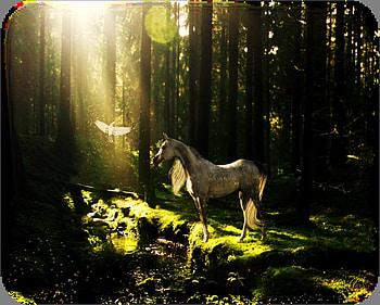 Horse, h, f, eg, tg, wg, eryh, gtr HD wallpaper