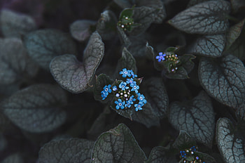 Small, blue flowers, bloom HD wallpaper