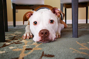 Animals, Lies, Dog, Muzzle, Sight, Opinion HD wallpaper