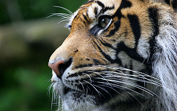 Animals, Tigers HD wallpaper