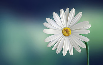 Daisy in , Crystal-clear resolution, Captivating , High-quality backgrounds HD wallpaper