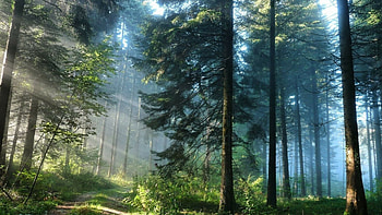 forest , Mobile nature escape, Serenity at your fingertips, Explore the forest HD wallpaper