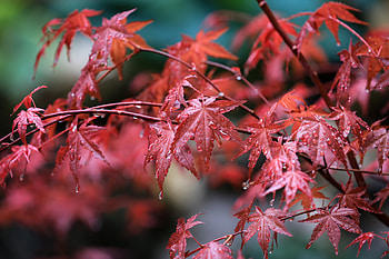 Maple Leafs Water Drops, leaf, graphy HD wallpaper