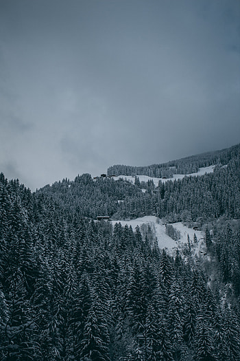 Winter, Nature, Trees, Snow, View From Above, Forest, Snow Covered, Snowbound HD phone wallpaper