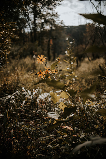 Plants, Landscape, Nature, Flowers, Grass, Autumn, Wild HD phone wallpaper