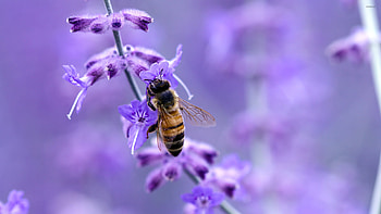 Bee 8 , Animal-themed design, Sleek visuals, Artistic representation HD wallpaper