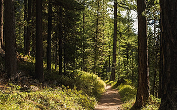 Forest Path, trees, nature, forest, path HD wallpaper