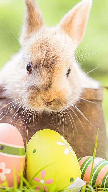 Bunny and eggs, Easter HD phone wallpaper