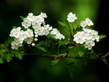 Plants, Flowers HD wallpaper