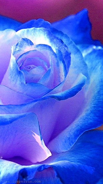 Beautiful Rose, Blue Rose HD phone wallpaper