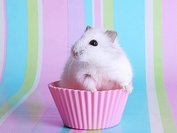 Herr_Hildezart, cute, pet, herr-hildezart HD wallpaper