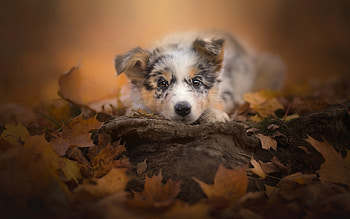 Puppy, dog, animal, cute, orange, australian shepherd, autumn, leaf, caine HD wallpaper