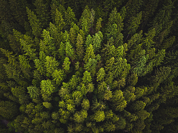 Nature, Trees, View From Above HD wallpaper
