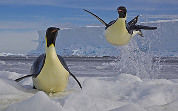 Animals, Birds, Pinguins HD wallpaper