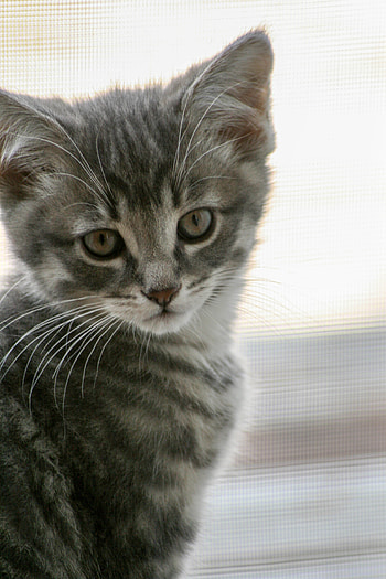 Animals, Cat, Kitty, Kitten, Pet, Grey, Nice, Sweetheart HD phone wallpaper