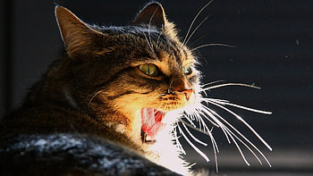 Animals, Cats HD wallpaper