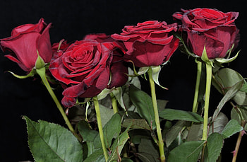 Flowers, Roses, Bouquet, Black Background HD wallpaper