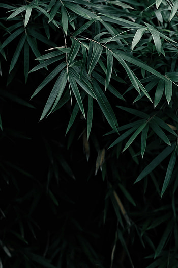 Nature, Leaves, Bush, Dark, Branches HD phone wallpaper