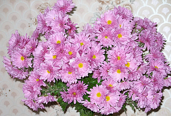 Flowers, Bouquet, Wall, Asters HD wallpaper