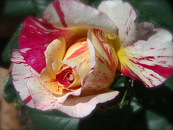 Rose Red Striped White Yellow, rose, white, yellow, striped, red HD wallpaper