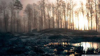 Florida Swamp 6 | amagico. HD wallpaper