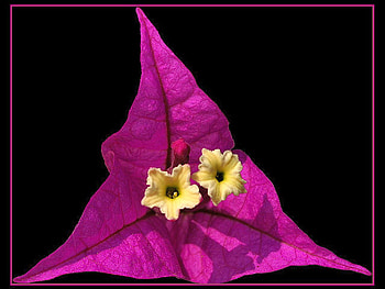 Triangle Flower, beautiful, , triangle, flower HD wallpaper